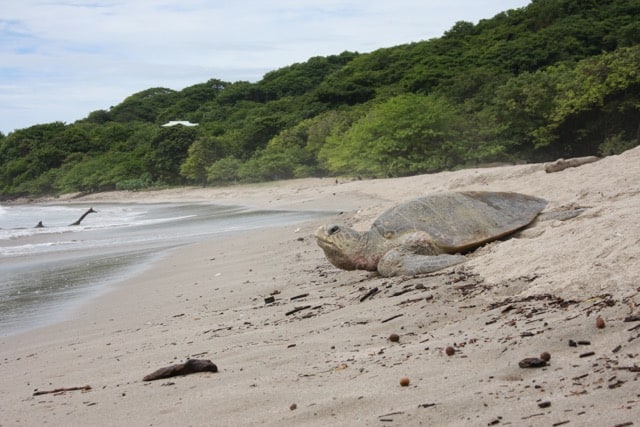 Una tartaruga sulla spiaggia in Nicaragua.