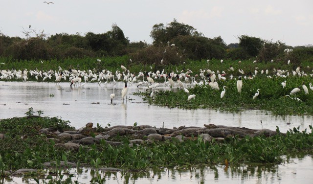 Una curiosa scena nel Pantanal brasiliano: i coccodrilli si riposano proprio a fianco delle loro prede!