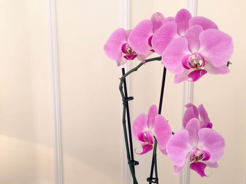 Orchidee nella mia stanza