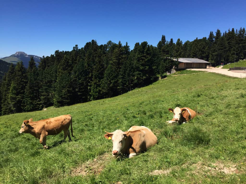 latemar escursioni vacanze estive in Alto Adige