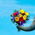 san valentino 2017 elefanti coi fiori