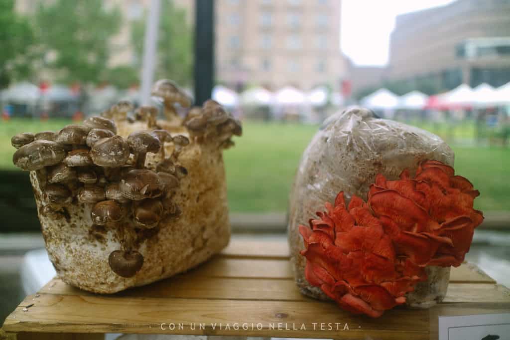 Funghi da coltivare in vendita al Copley Square Farmers Market