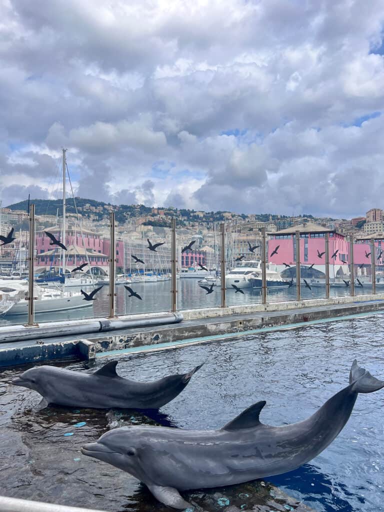 a tu per tu coi delfini acquario di genova