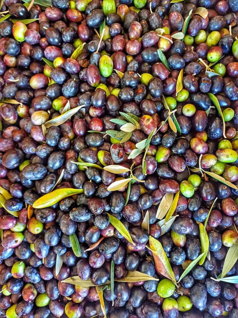 Raccolta delle olive presso la Tenuta del Savonisco